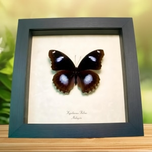 Blue Moon Butterfly Hypolimnas bolina ssp Framed Taxidermy Display