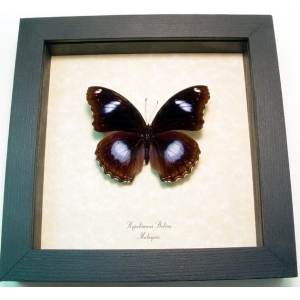 Hypolimnas bolina ssp Blue Moon Butterfly Framed Taxidermy Display