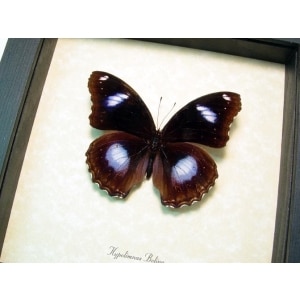 Hypolimnas bolina ssp Blue Moon Butterfly Framed Taxidermy Display