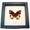 Framed Butterfly Colorful Eyespots Hypolimnas deois Taxidermy Display