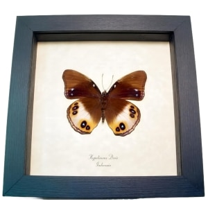 Framed Butterfly Colorful Eyespots Hypolimnas deois Taxidermy Display