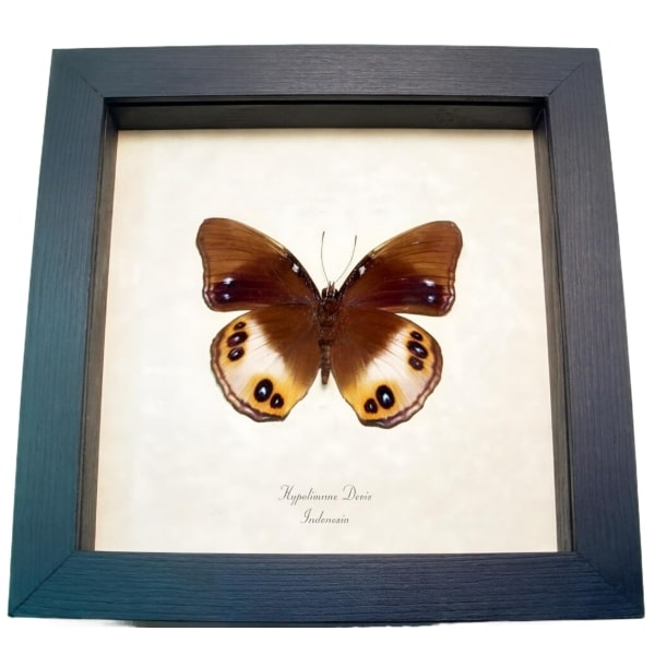 Framed Butterfly Colorful Eyespots Hypolimnas deois Taxidermy Display