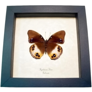 Framed Butterfly Colorful Eyespots Hypolimnas deois Taxidermy Display