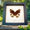 Framed Butterfly Colorful Eyespots Hypolimnas deois Taxidermy Display