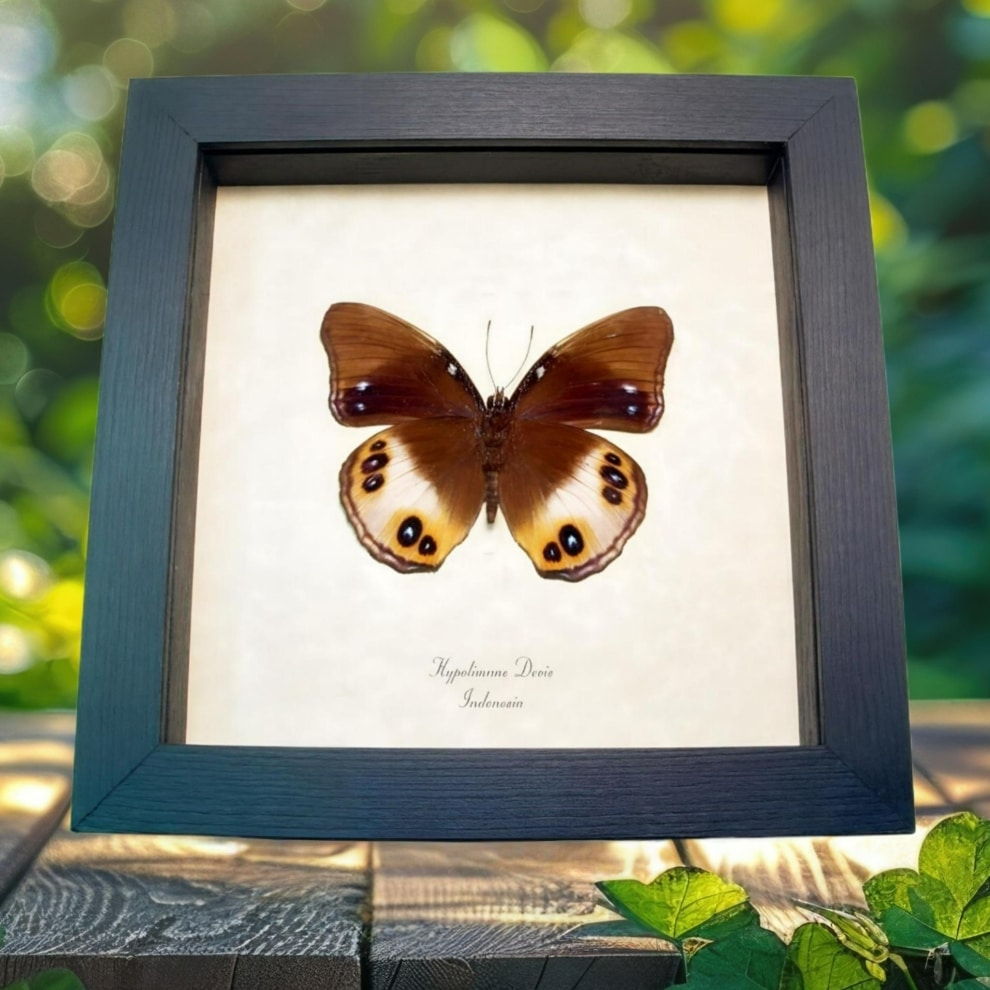 Framed Butterfly Colorful Eyespots Hypolimnas deois Taxidermy Display
