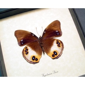 Hypolimnas deois Colorful Eyespots Butterfly Framed Taxidermy Display