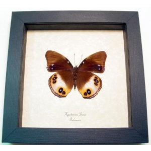 Hypolimnas deois Colorful Eyespots Butterfly Framed Taxidermy Display
