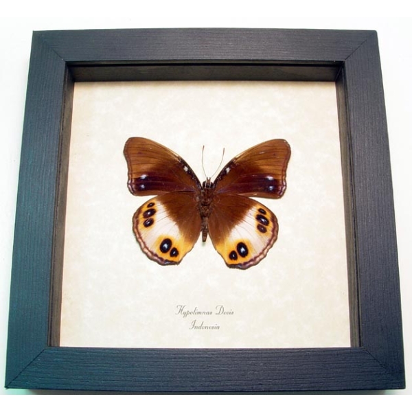 Hypolimnas deois Colorful Eyespots Butterfly Framed Taxidermy Display