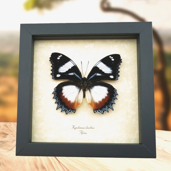 Madagascar Diadem Butterfly Hypolimnas dexithea Framed Taxidermy Display