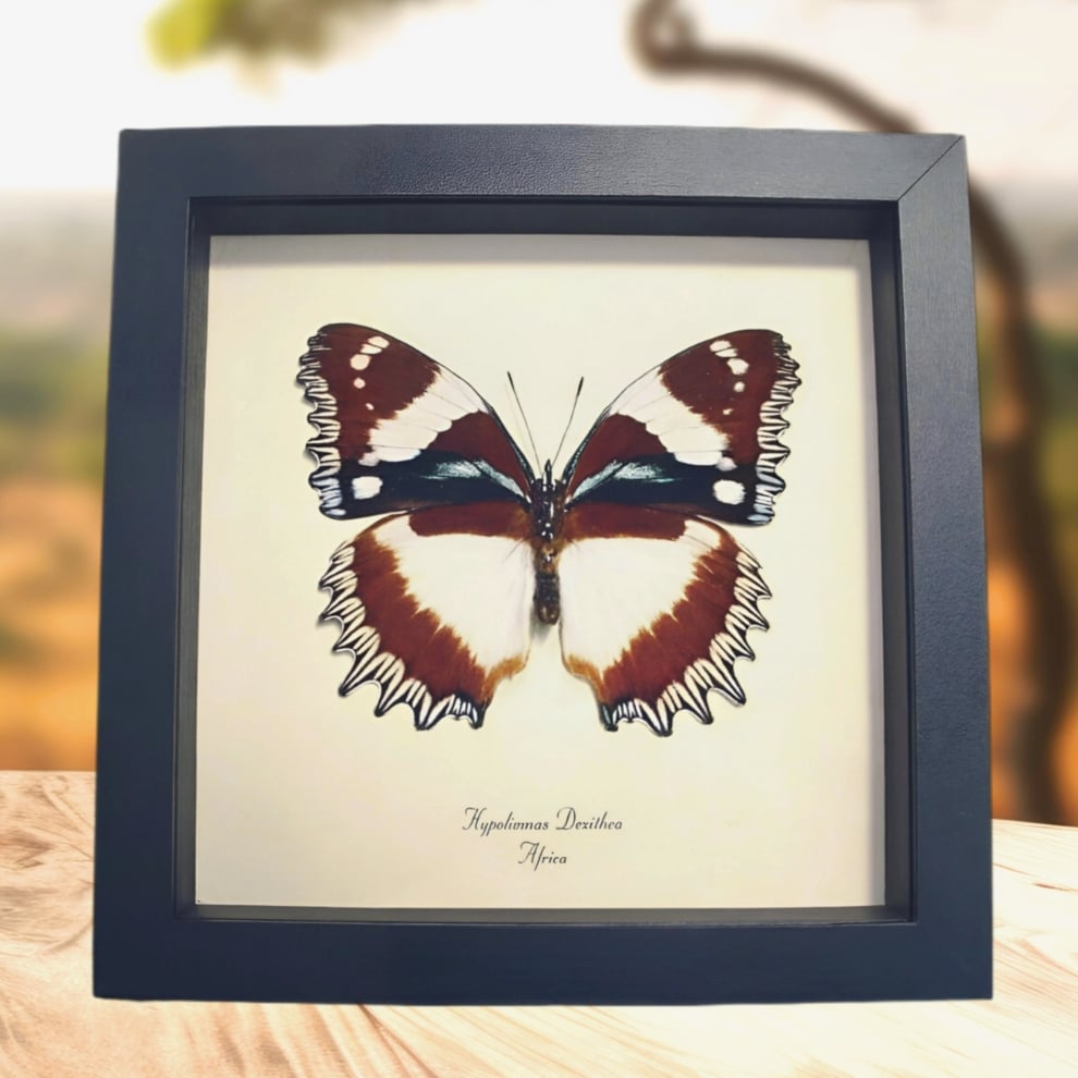 Madagascar Diadem Butterfly Hypolimnas dexithea Verso Framed Taxidermy Display