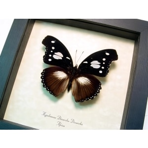 Framed African Butterfly Hypolimnas dinarcha Taxidermy Display