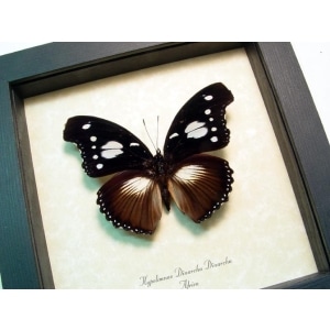 Hypolimnas dinarcha African Butterfly Framed Taxidermy Display
