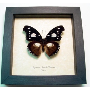 Hypolimnas dinarcha African Butterfly Framed Taxidermy Display