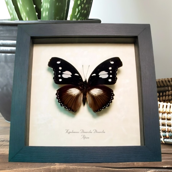 Framed African Butterfly Hypolimnas dinarcha Taxidermy Display