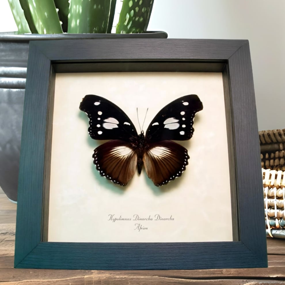 Framed African Butterfly Hypolimnas dinarcha Taxidermy Display
