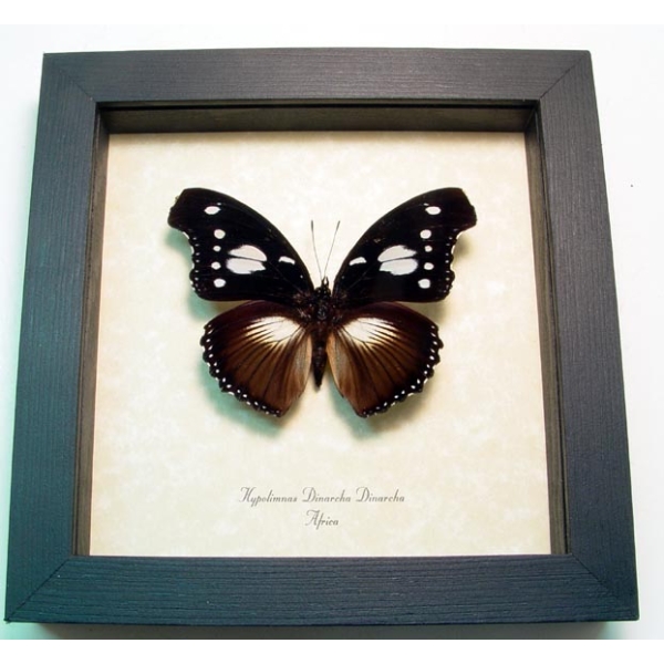 Hypolimnas dinarcha African Butterfly Framed Taxidermy Display