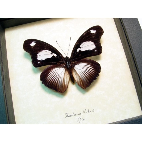 Hypolimnas mechowi African Butterfly Framed Taxidermy Display