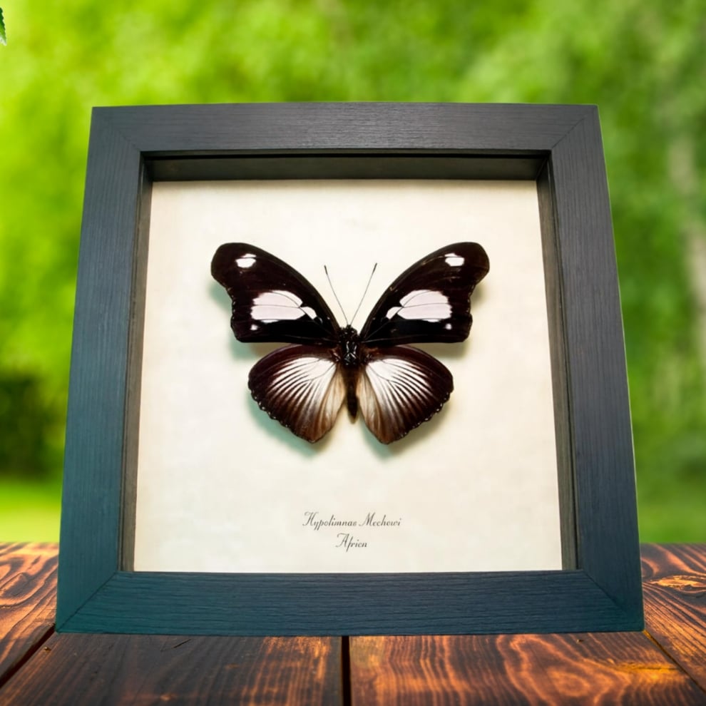 Framed African Butterfly Hypolimnas mechowi Taxidermy Display