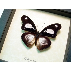 Hypolimnas mechowi African Butterfly Framed Taxidermy Display