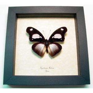 Hypolimnas mechowi African Butterfly Framed Taxidermy Display