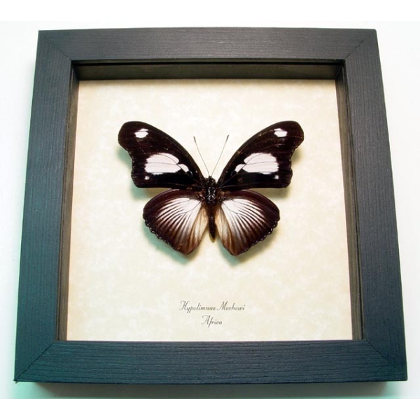 Hypolimnas mechowi African Butterfly Framed Taxidermy Display