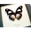 Framed African Butterfly Hypolimnas mechowi Taxidermy Display