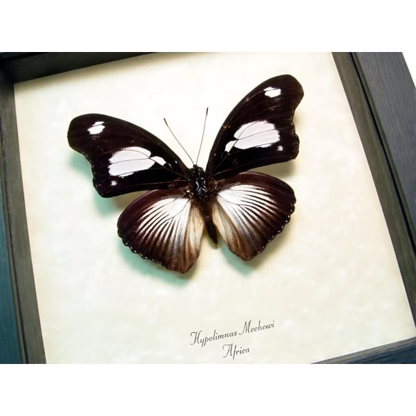 Framed African Butterfly Hypolimnas mechowi Taxidermy Display