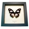 Framed African Butterfly Hypolimnas mechowi Taxidermy Display
