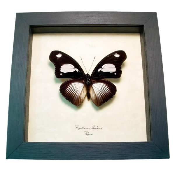 Framed African Butterfly Hypolimnas mechowi Taxidermy Display