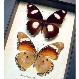 Real Framed African Butterflies Hypolimnas misippus Pair Taxidermy Display