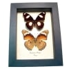 Real Framed African Butterflies Hypolimnas misippus Pair Taxidermy Display