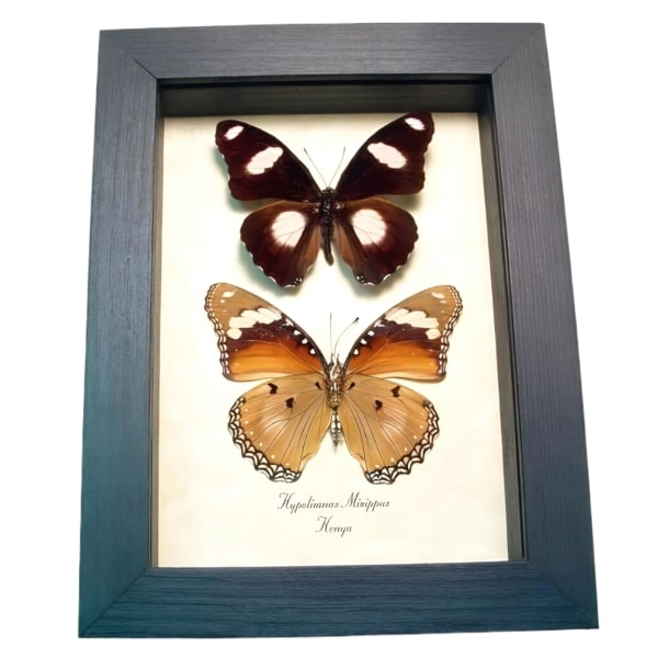Real Framed African Butterflies Hypolimnas misippus Pair Taxidermy Display