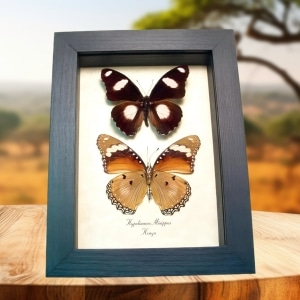 Real Framed African Butterflies Hypolimnas misippus Pair Taxidermy Display