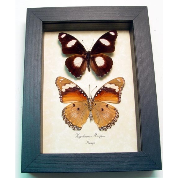 Hypolimnas misippus Pair Real Framed African Butterflies Taxidermy Butterfly Collection