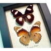 Real Framed African Butterflies Hypolimnas misippus Pair Taxidermy Display