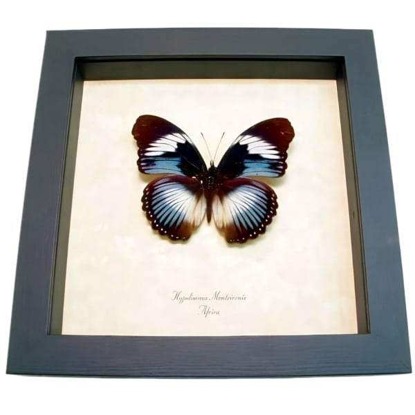Blue Diadem Butterfly Hypolimnas monteironis Framed Taxidermy Display