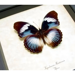 Blue Diadem Butterfly Hypolimnas monteironis Framed Taxidermy Display
