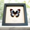Blue Diadem Butterfly Hypolimnas monteironis Framed Taxidermy Display