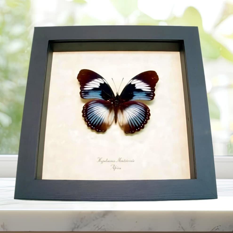 Blue Diadem Butterfly Hypolimnas monteironis Framed Taxidermy Display