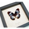 Hypolimnas monteironis Blue Diadem Butterfly Framed Taxidermy Display
