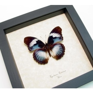 Hypolimnas monteironis Blue Diadem Butterfly Framed Taxidermy Display
