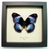 Hypolimnas salamacis Blue Diadem Framed Butterfly Taxidermy Display