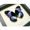 Hypolimnas salamacis Blue Diadem Framed Butterfly Taxidermy Display