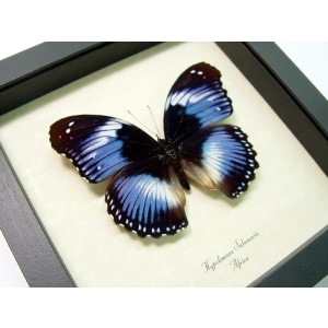 Hypolimnas salamacis Blue Diadem Framed Butterfly Taxidermy Display