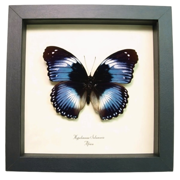 Blue Diadem African Butterfly Hypolimnas salamacis Framed Taxidermy Display