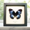 Blue Diadem African Butterfly Hypolimnas salamacis Framed Taxidermy Display