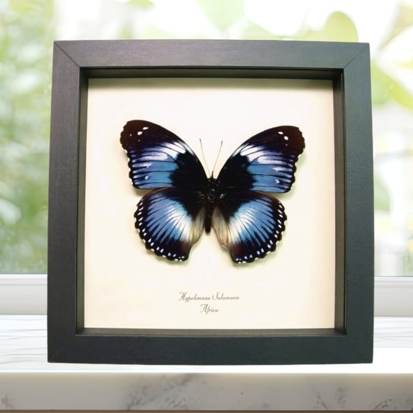 Blue Diadem African Butterfly Hypolimnas salamacis Framed Taxidermy Display Blue Diadem African Butterfly Hypolimnas salamacis Framed Taxidermy Display