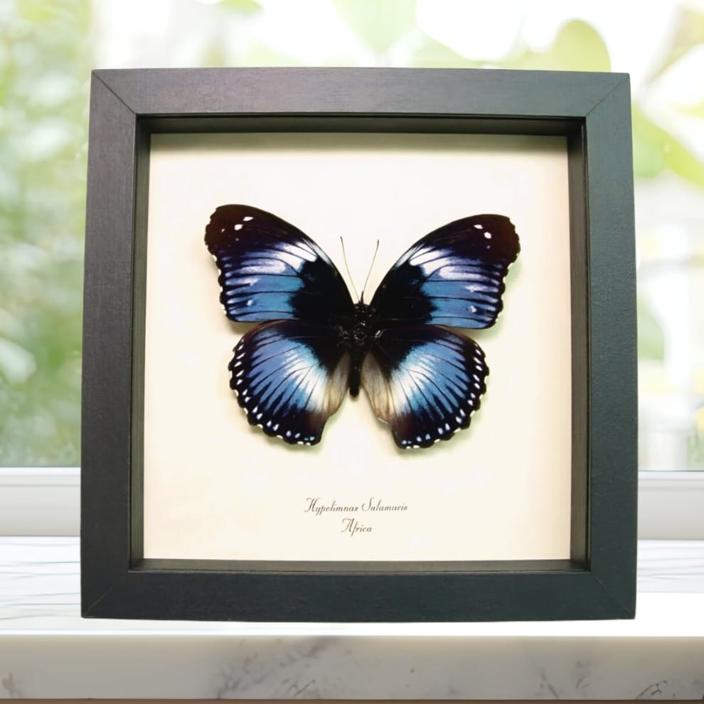 Blue Diadem African Butterfly Hypolimnas salamacis Framed Taxidermy Display Blue Diadem African Butterfly Hypolimnas salamacis Framed Taxidermy Display