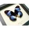 Blue Diadem African Butterfly Hypolimnas salamacis Framed Taxidermy Display