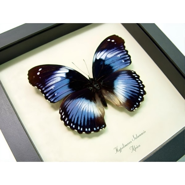 Blue Diadem African Butterfly Hypolimnas salamacis Framed Taxidermy Display